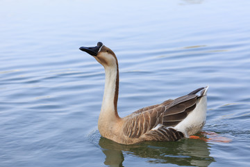 A goose is  swimming on the lake.