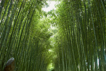 Obraz premium Chinese bamboo park in Shanghai