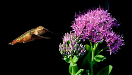 Rufous Hummingbird flying against black background