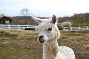 Obraz premium Good looking alpaca