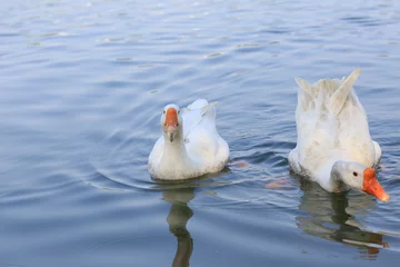 Papier peint photo  A flock of geese are swimming on the lake.  © clearjade