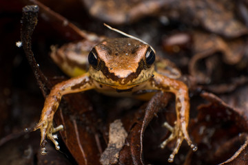 Rana 