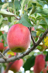 リンゴ　スリムレッド