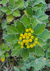 植物　イソギク