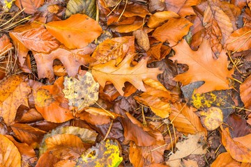 Background of orange and yellow autumnal leaves lying on ground