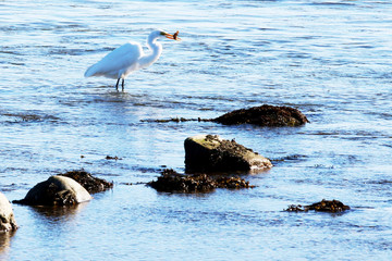 Bird standing in water with a fish