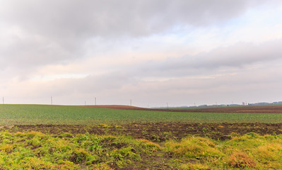 Fototapeta na wymiar Winter rapeseed crop field