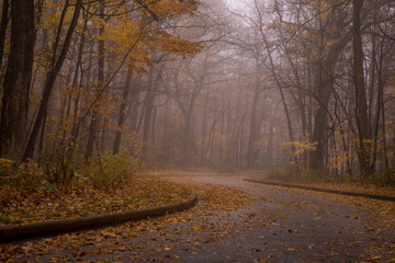 Winding road in forest 