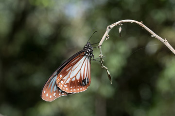 Butterfly in Thailand and Southeast Asia.