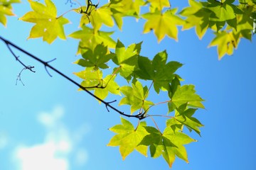 Obraz premium Green leaves and blue sky