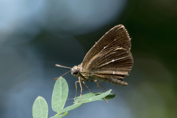 Butterfly in Thailand and Southeast Asia.