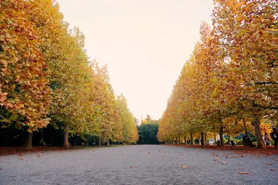 新宿御苑 プラタナスの並木 紅葉 Shinjuku Gyoen Shinjuku Tokyo Stock Photo Adobe Stock