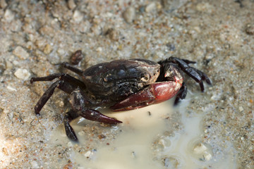 field crab on the ground and water