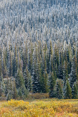 Cypress tree in Banff National Park, Canada