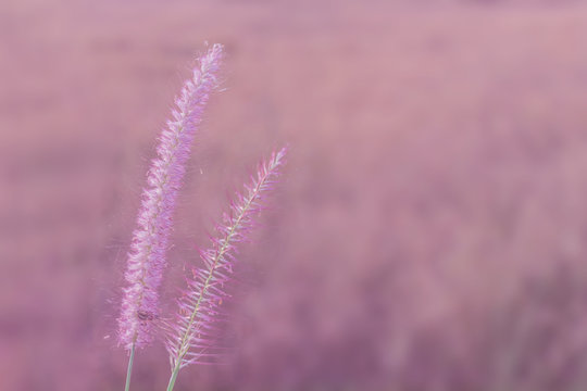 Abstract soft blurred of Pennisetum pedicellatum, desho grass, desho,Paragrass, buffalograss, panicum grass,Brachiaria mutica, grass dancing in the breeze with pastel colorful style tone.