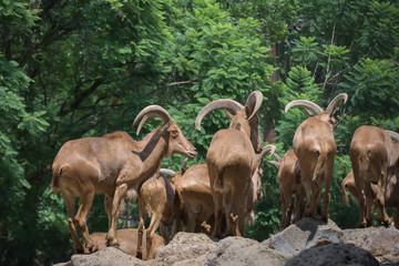 Los ciervos caminan por las piedras.