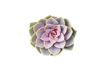 Green and Pink Succulent