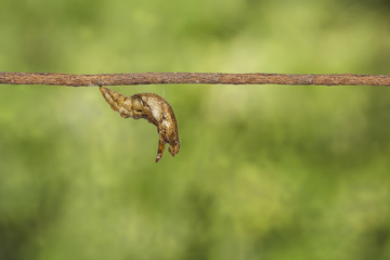 Chrysalis of banded swallowtail butterfly (Papilio demolion)