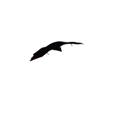 flying fox - huge bat isolated on white background