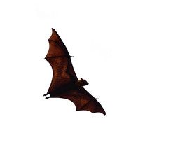flying fox - huge bat isolated on white background