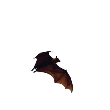 flying fox - huge bat isolated on white background