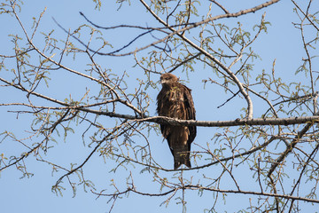 Black Kite