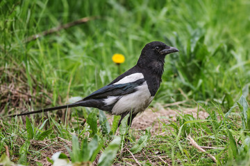 Magpie