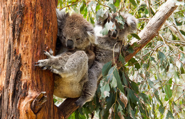 Close up of Koalas on eucalyptus tree