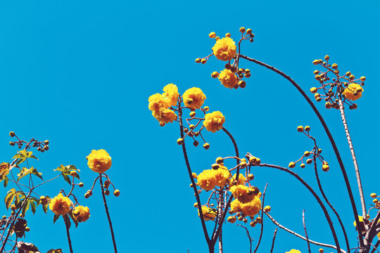 Yellow cotton flower or cochlospermum regium against on blue sky
