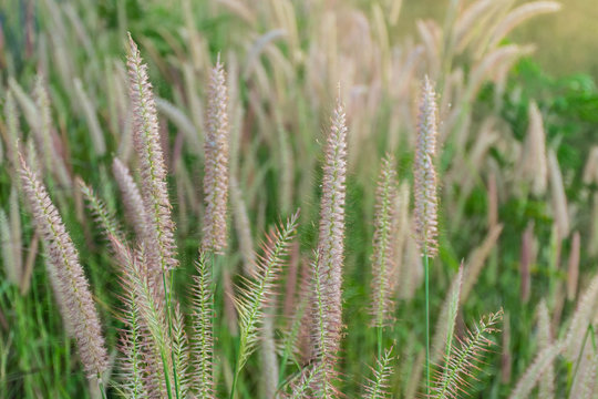Abstract soft blurred of Pennisetum pedicellatum, desho grass, desho,Paragrass, buffalograss, panicum grass,Brachiaria mutica, grass dancing in the breeze.
