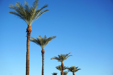 low angle view of palm tree in the morning sunlight