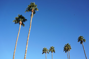Fototapeta premium low angle view of palm tree in the morning sunlight