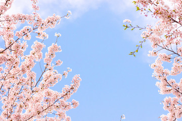 Naklejka premium 桜と空