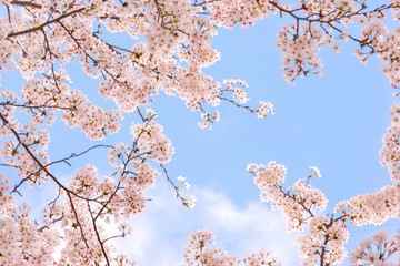 Fleurs de cerisier et ciel