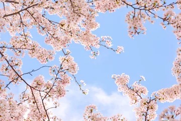 Abwaschbare Fototapete Kirschblüte Kirschblüten und Himmel