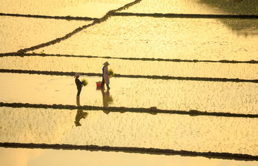 Farmers Are Planting Rice In The Farm