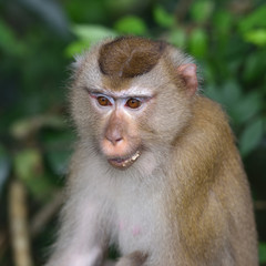 Fototapeta premium monkey
