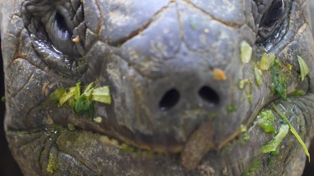 Giant Turtle with Green Leaves in Mouth. Closeup.