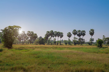 Fototapeta premium Sugar palm tree with blue sky in prachinburi thailand