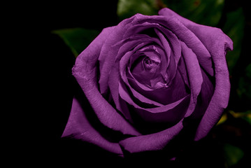 lilac rose black background