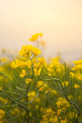 Canola flower