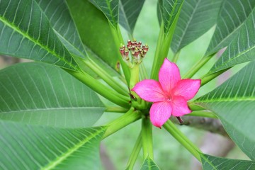 plumeria flower pink or desert rose beautiful on the tree  ( Com