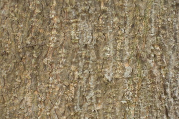 Close-up surface of bark on the tree