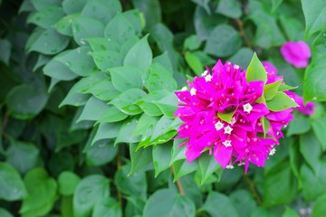 Bougainvillea,Paper flower purple beautiful natural in garden