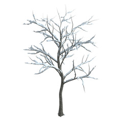 Snowy winter tree with long snow-covered branches, isolated on white background. 3D rendering.