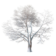 Snowy winter tree. Forked trunk. Long branches covered with shimmering snow. Isolated on white background with clipping path included. 3D rendering.