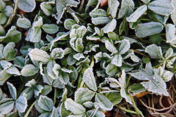 First morning frost on the green plants