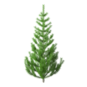 Young pine tree with bright green needles, isolated on white background with clipping path included. Undecorated Christmas tree. 3D rendering.