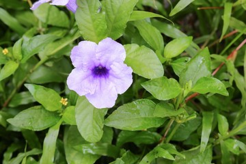 Popping pod  flower Purple bloom in the morning