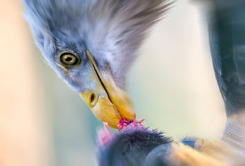Ein Weißkopfseeadler frißt ein totes Tier